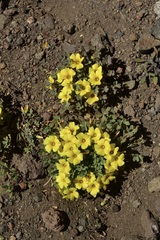 Oxalis compacta