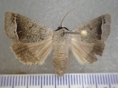 Pantydia capistrata