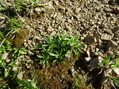 Plantago alpina