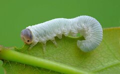 Apethymus filiformis