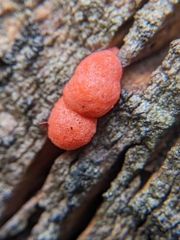 Lycogala epidendrum