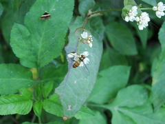 Episyrphus balteatus