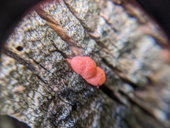 Lycogala epidendrum