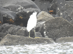 Egretta thula