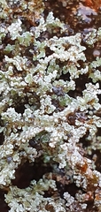 Stereocaulon vesuvianum