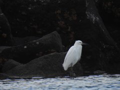 Egretta thula