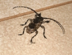 Eupromerella plaumanni