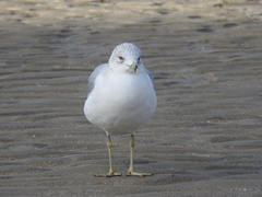 Larus delawarensis