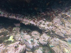 Azurina multilineata