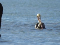 Pelecanus occidentalis