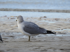 Larus delawarensis