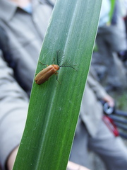 Stenocladius bicoloripes