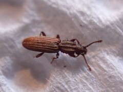 Oryzaephilus surinamensis