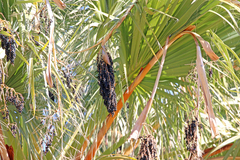 Washingtonia filifera