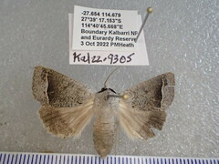 Pantydia capistrata