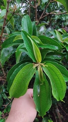 Miconieae