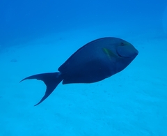 Acanthurus xanthopterus