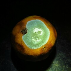 Penicillium digitatum