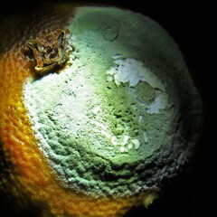 Penicillium digitatum