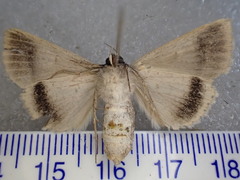Pantydia capistrata