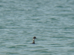 Podiceps nigricollis