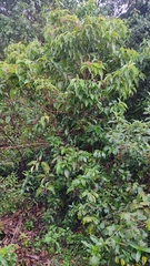 Miconieae