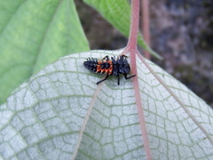 Harmonia dimidiata
