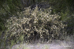 Brachyclados lycioides