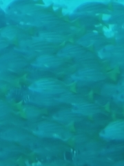 Lutjanus kasmira