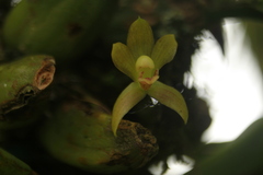 Maxillaria acutifolia
