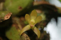 Maxillaria acutifolia