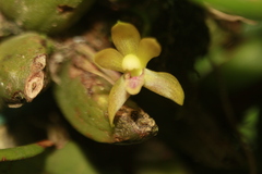 Maxillaria acutifolia