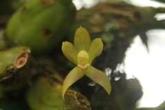 Maxillaria acutifolia