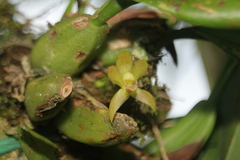 Maxillaria acutifolia