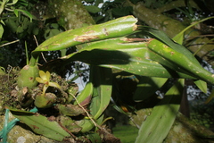 Maxillaria acutifolia