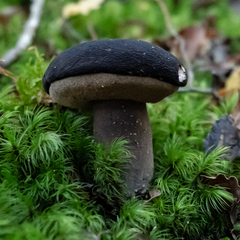 Tylopilus formosus