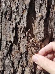 Corymbia trachyphloia
