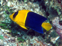 Centropyge bicolor