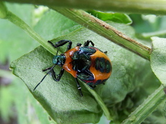 Eocanthecona concinna