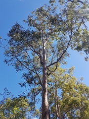 Corymbia henryi