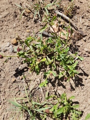 Sphaeromorphaea australis