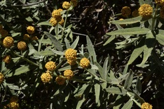 Buddleja globosa