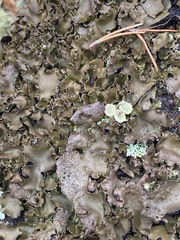 Umbilicaria