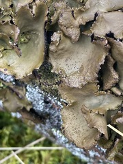 Umbilicaria