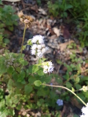 Ageratum houstonianum