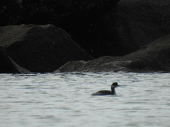 Podiceps nigricollis