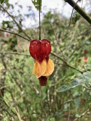 Callianthe megapotamica