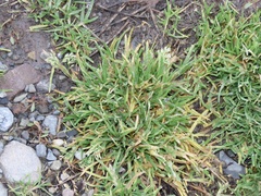 Poa annua