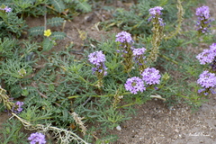 Glandularia tenera