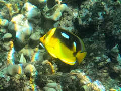 Chaetodon quadrimaculatus